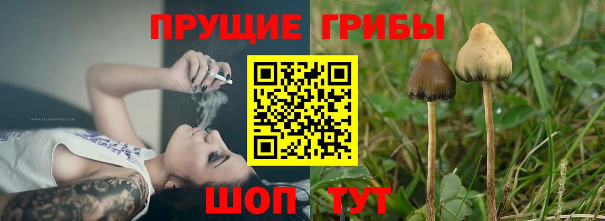 Галлюциногенные грибы Psilocybine cubensis Пушкино